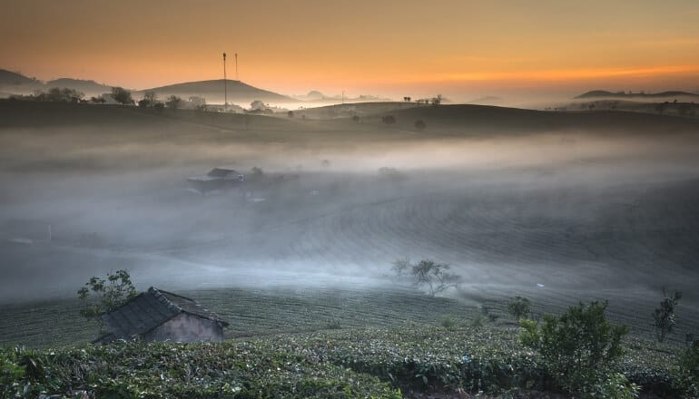 tea farm at dusk