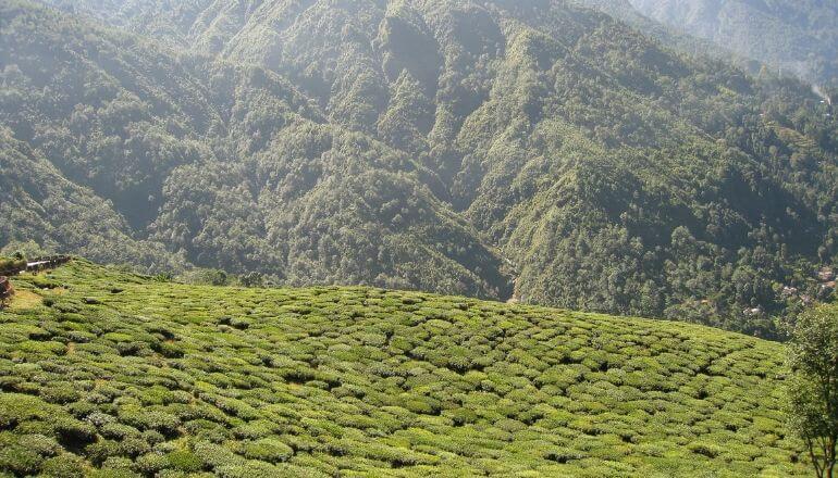 darjeeling tea field