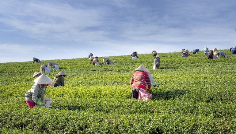 vietnamese green tea field