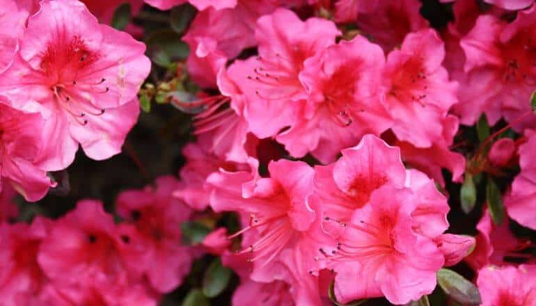 hibiscus flowers