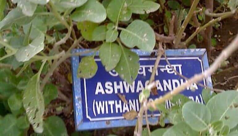 ashwagandha plant