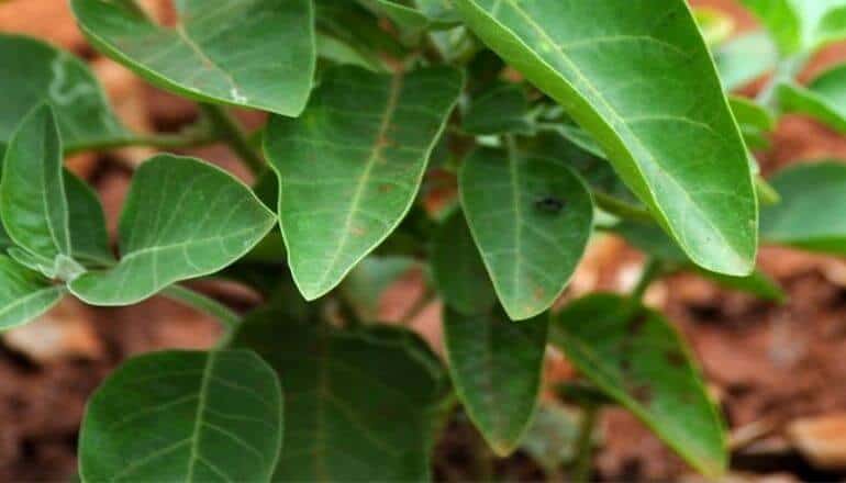 ashwagandha plant close up