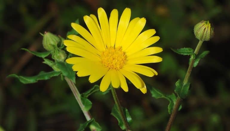 calendula flower closeup 2