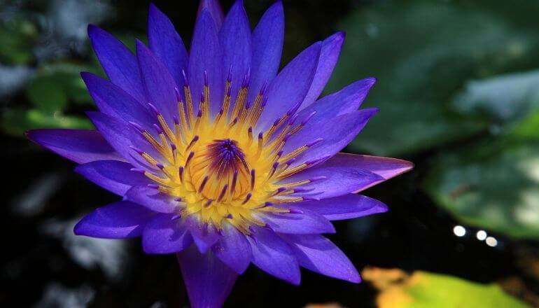 blue lotus flower