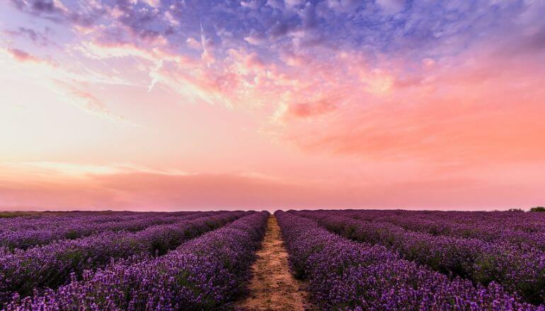 lavender fields