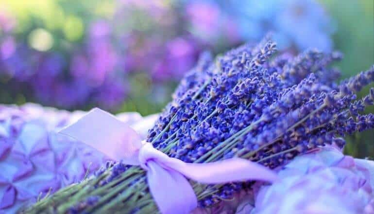 Fresh Lavender flowers