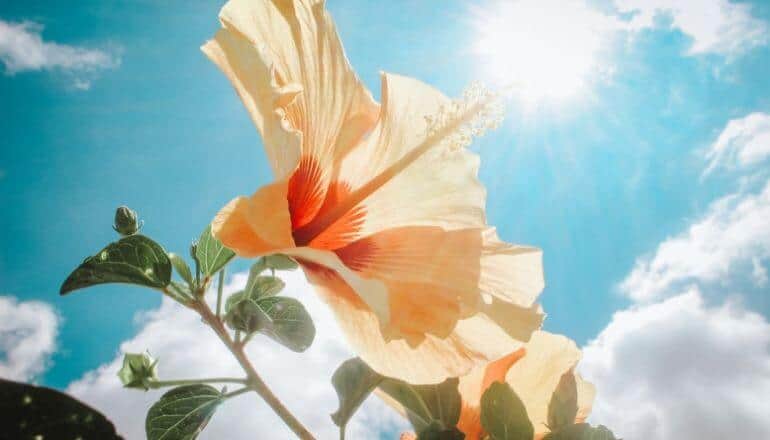 hibiscus flower in sunlight