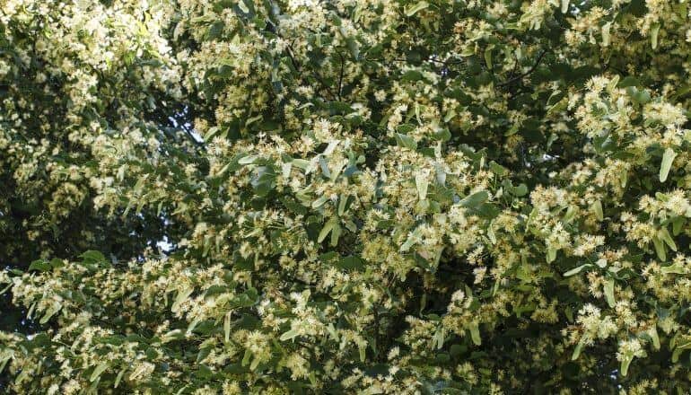 linden flowers for making linden flower tea