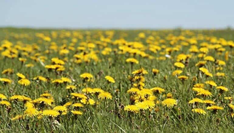 dandelion field