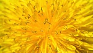 How To Make Dandelion Flower Tea Taste Better – Tea In Abstraction