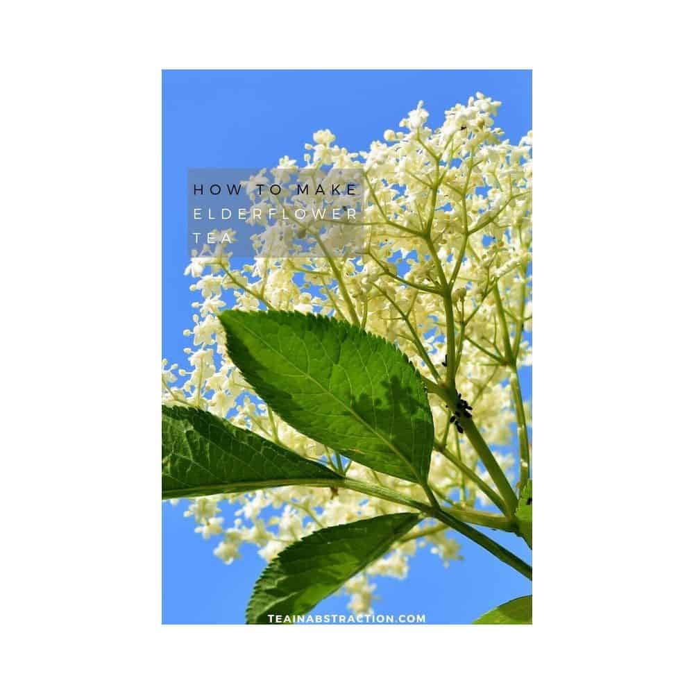 elderflower tea featured image