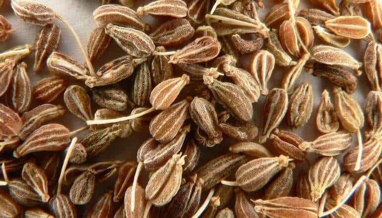 anise seed