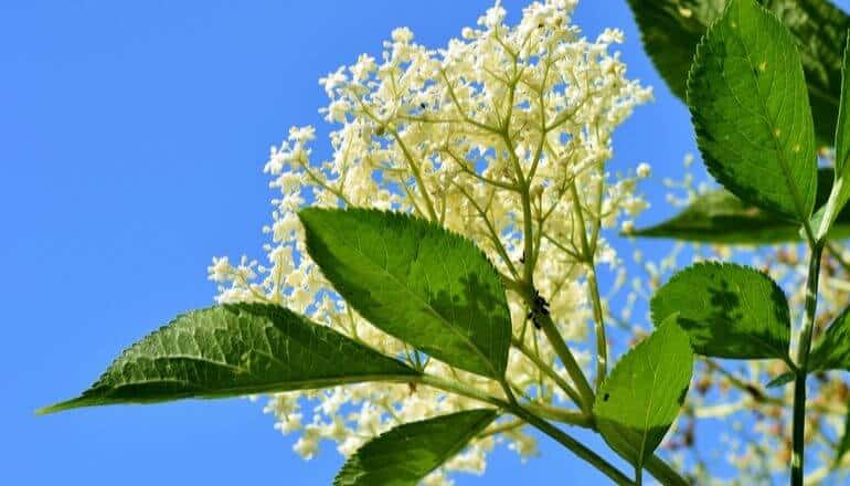 elderflower in bloom against a blue sky