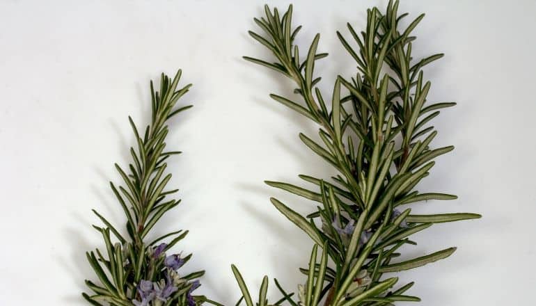 rosemary on table