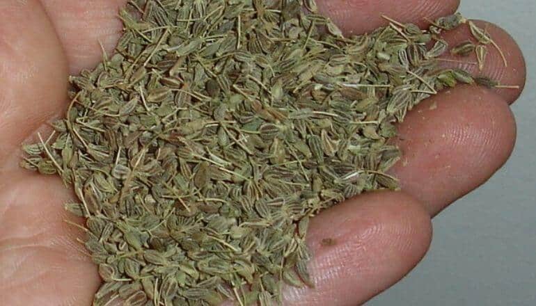 anise seeds in hand