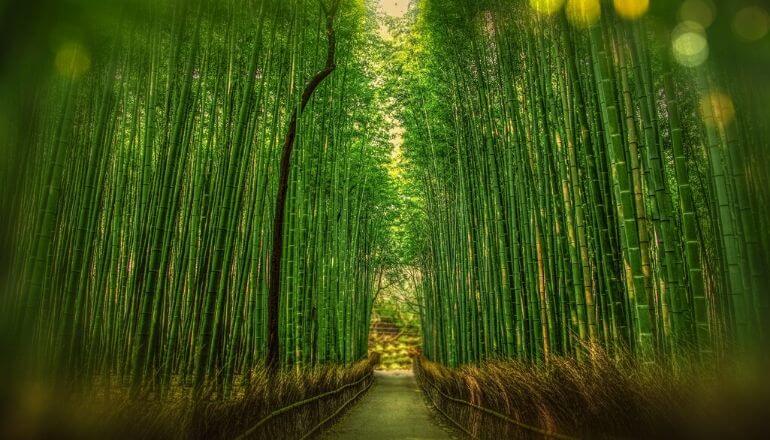 tall bamboo shoots
