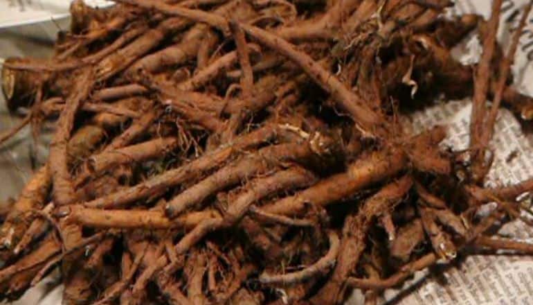 pile of dandelion root