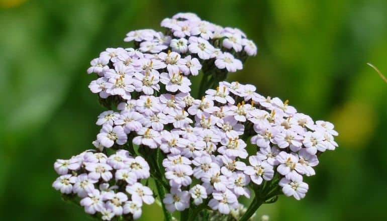 white yarrow flowers in sunlight