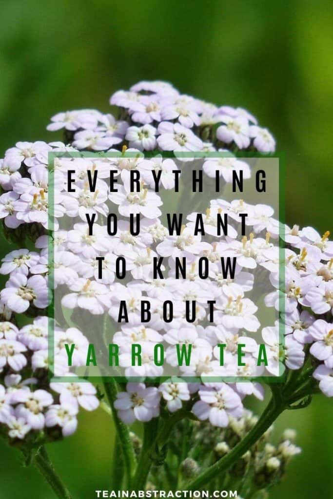 Yarrow Tea Everything You Need To Know About This Amazing Herbal