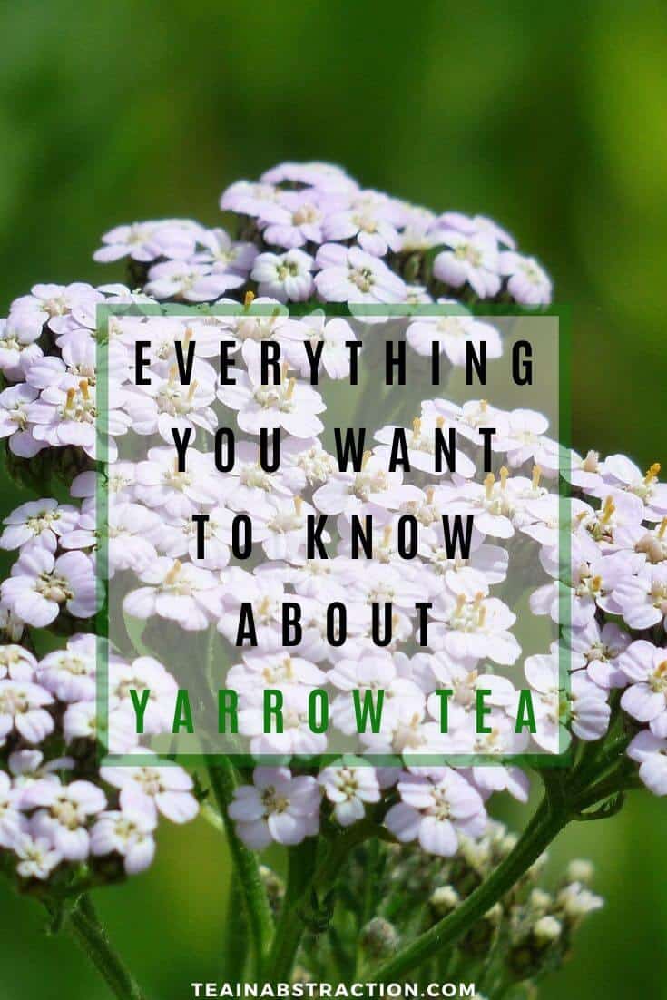 yarrow tea benefits everything you need to know pinterest image