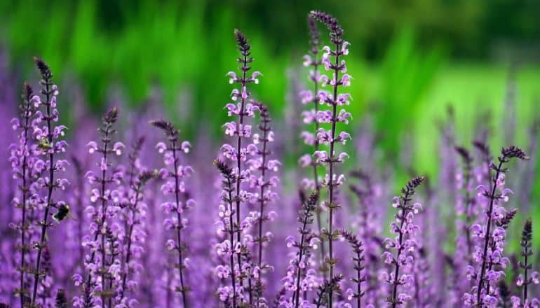 Lavender Flowers in a field