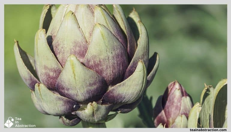 artichoke growing in sunlight