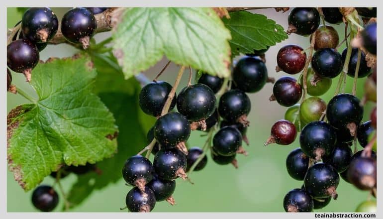 black currants hanging from vines with leaves around them