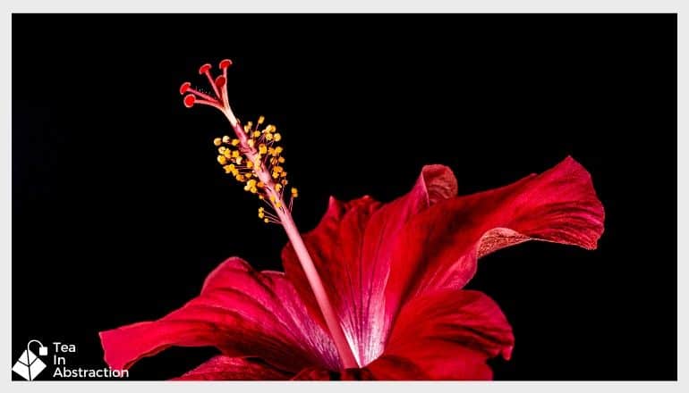 close up of a red hibiscus flow on a black background