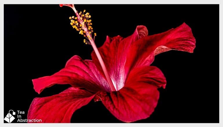 red hibiscus flower against a black background