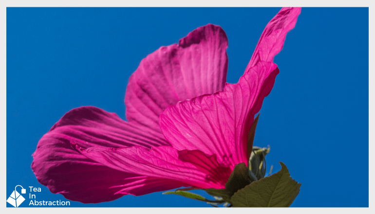 pink hibiscus flower against a deep blue sky