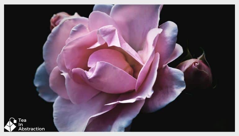 pink rose against a black background