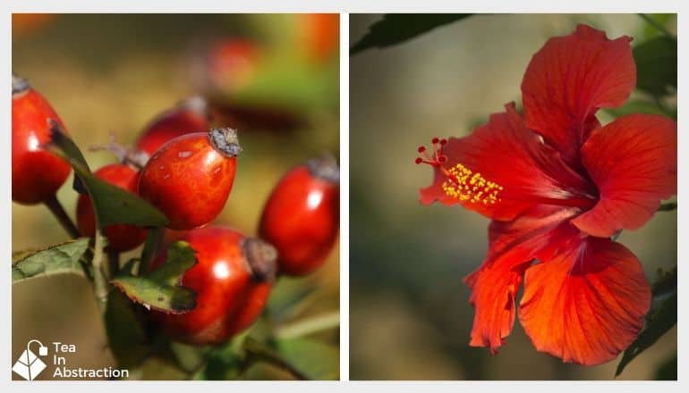 image of rosehips and hibiscus flowers