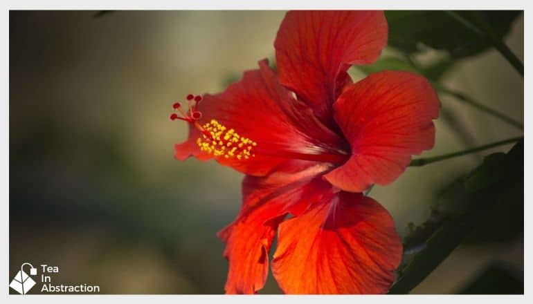 a bright red hibiscus flower