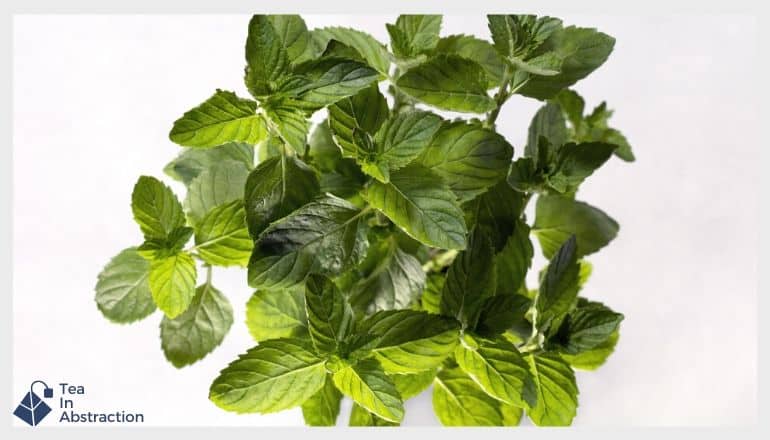 spearmint leaves against a white background 