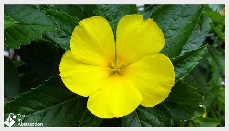 bright yellow damiana flower