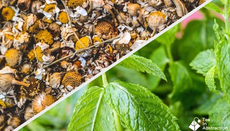 dried chamomile flowers and fresh peppermint leaves in a composite image