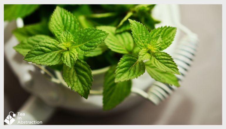 peppermint leaves in a white cup