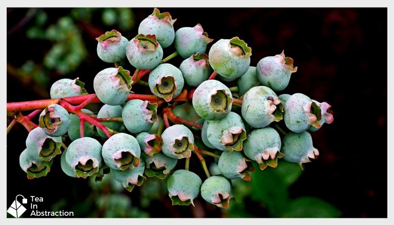 bilberries on the stem