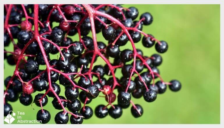 elderberries on the vine