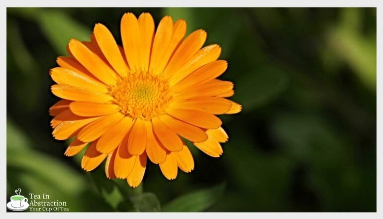 orange calendula flower 