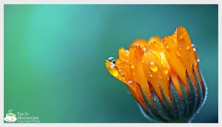 calendula flower blooming against a blue-green background